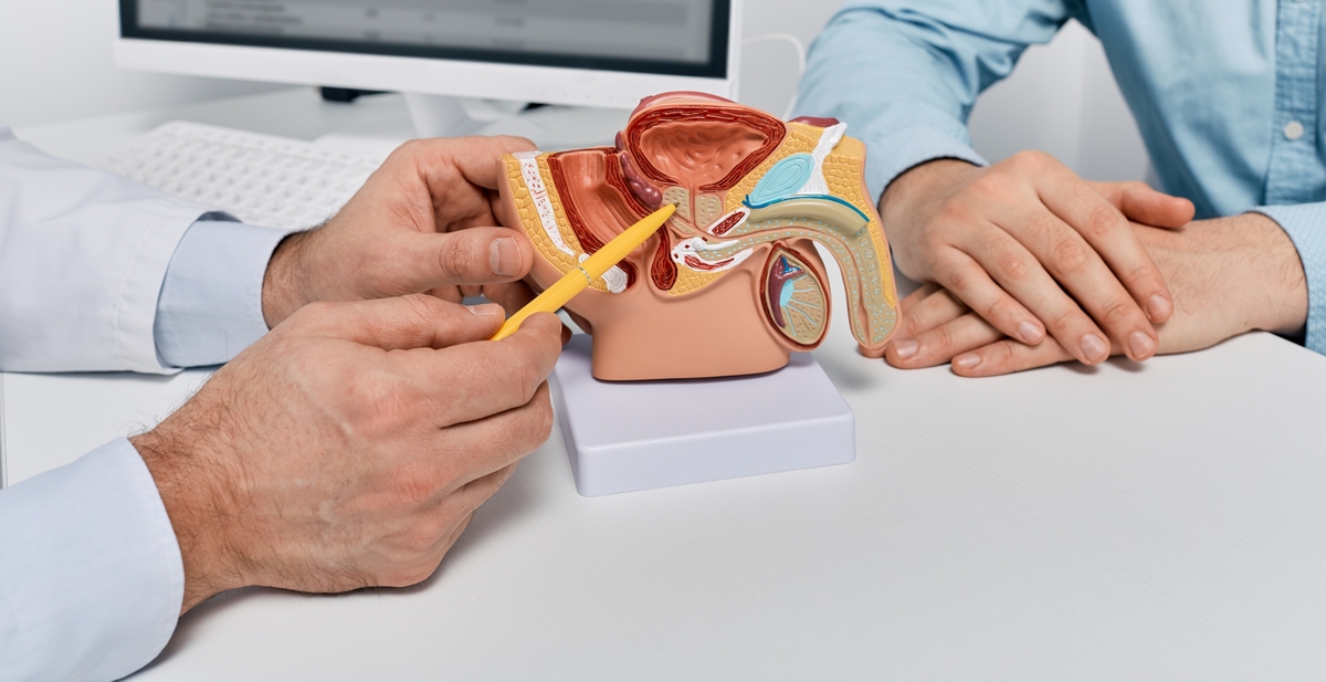 model anatomic al aparatului reproducator masculin consultatie urologie prostatita
